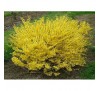 Форзиция Малыш (Forsythia  Maluch) С2